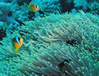 Photo: E. Gavish; click for larger picture